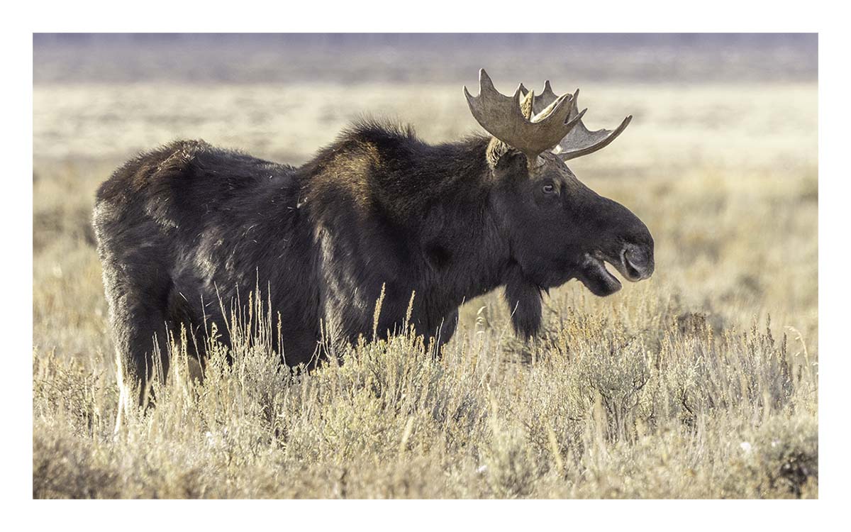 Brushbuck Wildlife Tour